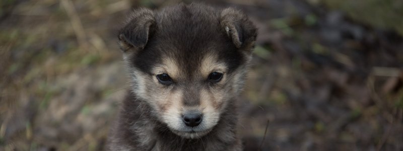 Жителей района Самаровка держит в страхе свора диких собак