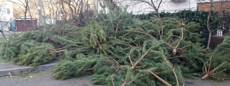 Куда в Днепре сдать новогоднюю елку для утилизации: список адресов