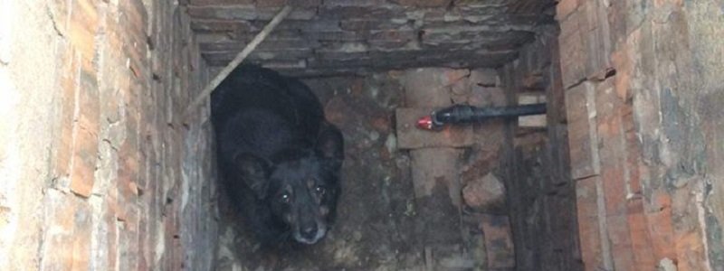 Минутка добра: в Днепре полицейские спасли собаку из канализации