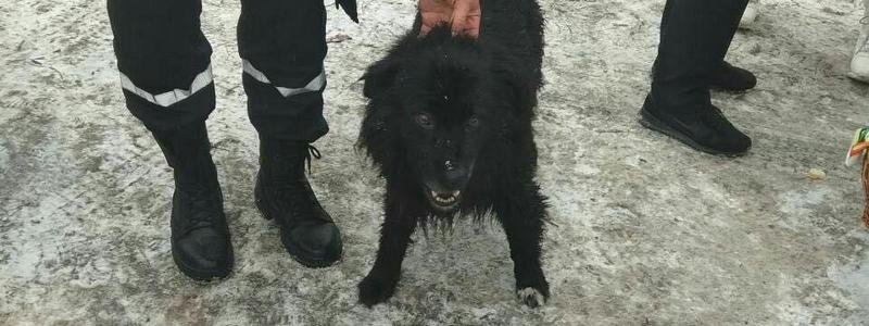 Под Днепром мужчина провалился под лед, спасая собаку