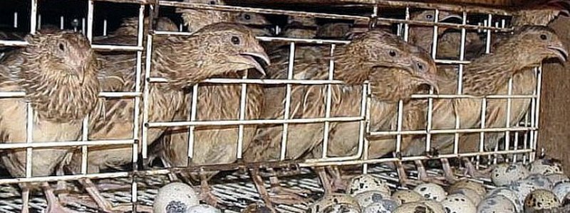 В Днепре в пожаре погибли 5000 птиц
