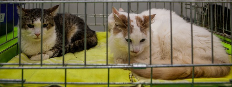Кошки ищут дом: в ТЦ "Дафи" проходит последний день благотворительной выставки