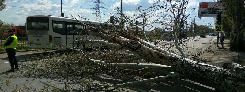 На Донецком шоссе из-за ветра упало дерево: движение затруднено