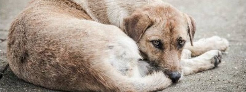Подарите любовь: какие животные ищут дом в Днепре