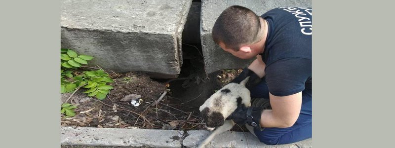 Минутка добра: в Днепре спасатели помогли щенкам избежать смерти