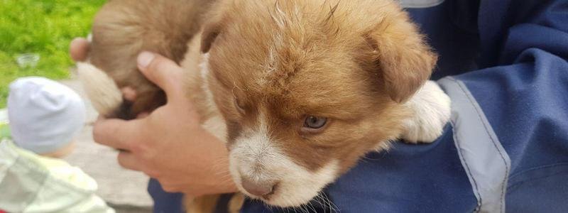 Информатор помогает найти семью: спасенные в Днепре щенки ищут дом