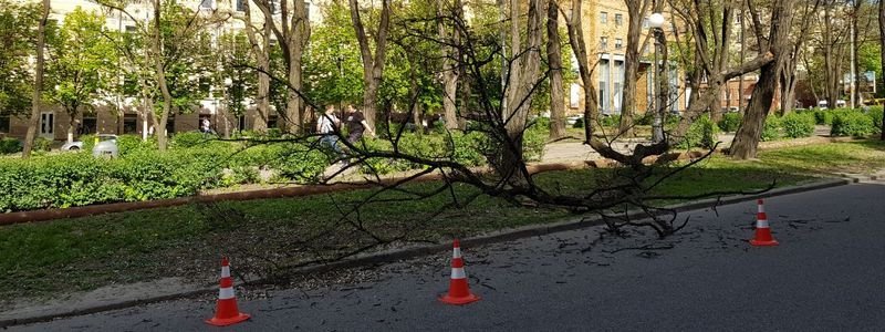 В Днепре, где под аварийным деревом погибла студентка, упала еще одна огромная ветка