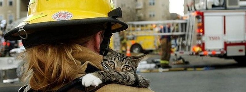 В Днепре спасатели достали кота, застрявшего на дереве