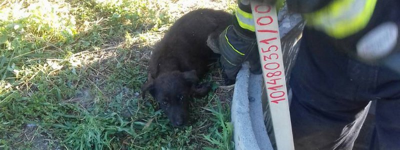 В Днепре сотрудники ГСЧС спасли собаку из сливной ямы