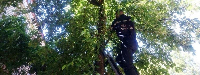 В Днепре спасатели сняли с дерева кота