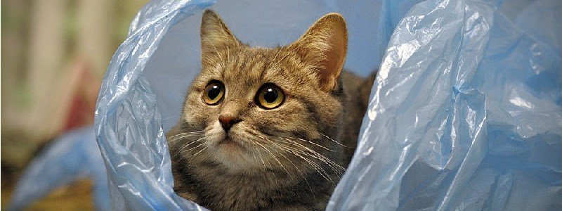 В Днепре кота посадили в целлофановый пакет и выбросили на мусорку