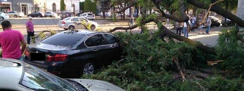 В Днепре на проспекте Яворницкого упало дерево