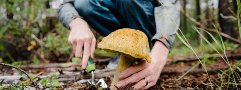 В Днепре шесть человек отравились грибами из Песчанки
