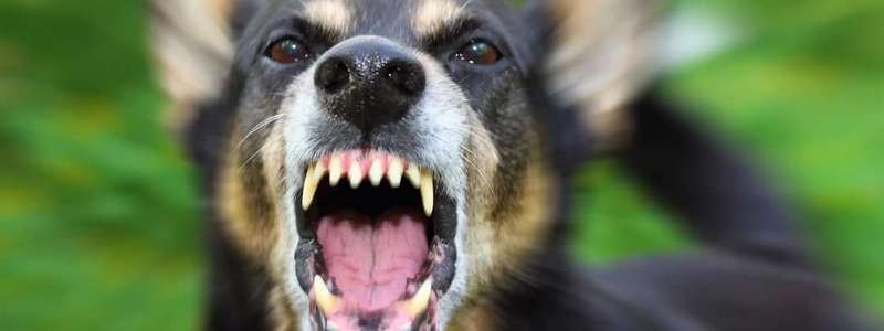 Возле "Днепрошины" женщину покусали собаки: куда обращаться и что делать в таких случаях
