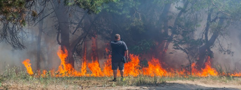 В Приднепровске горел сосновый лес: спасатели час боролись с огнем