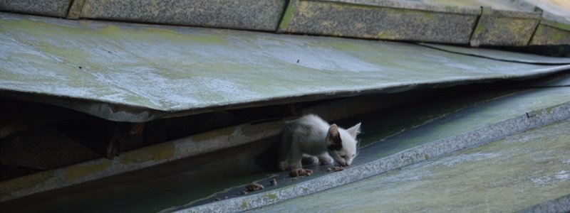 В Днепре котенок три дня просидел на крыше Дворца культуры ДНУ
