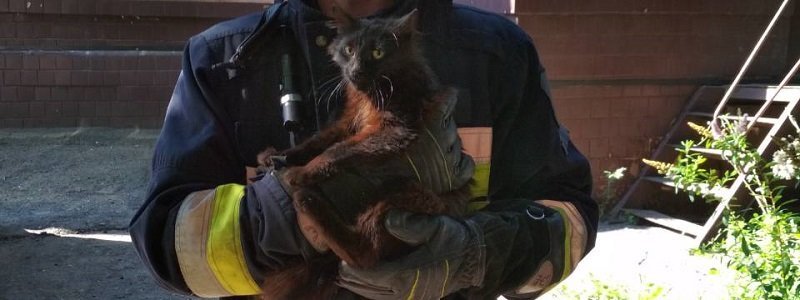 В Днепре на Нигояна спасатели сняли кота с дерева