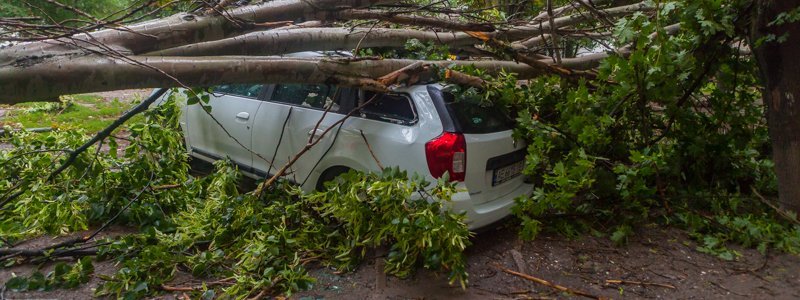 Из-за непогоды в Днепре падают деревья: страдают автомобили