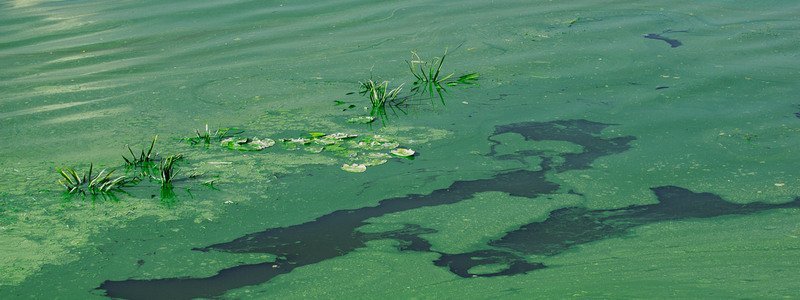Река Днепр снова цветет и неприятно пахнет: жители города жалуются