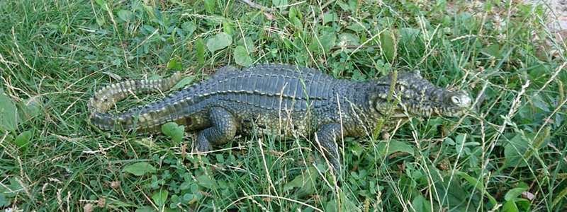 В Днепре на Солнечном в траве нашли "крокодила"