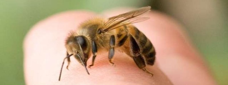 Первая помощь при укусе пчелы или осы