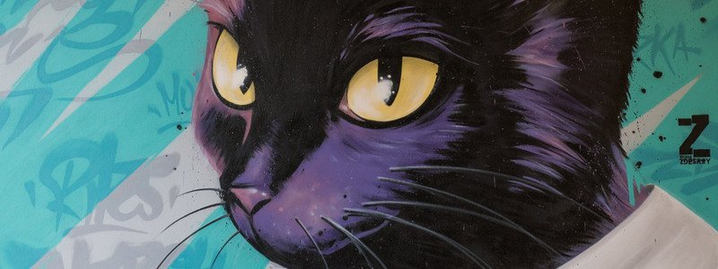 В центре Днепра спряталась огромная черная кошка