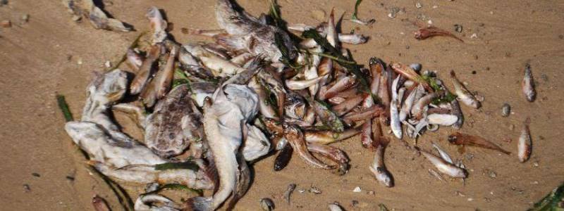 Почему в Днепре гибнет рыба? Экологи требуют ответа от чиновников!