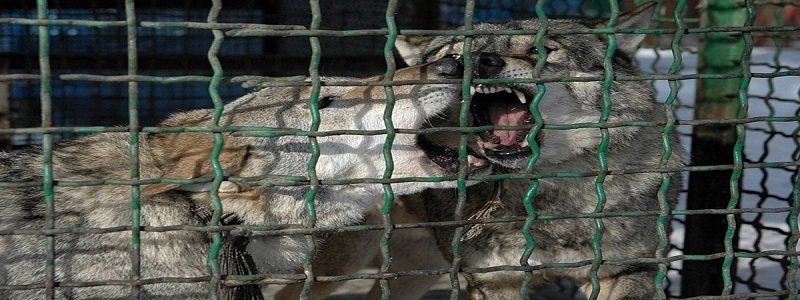 Животных зоопарка на Монастырском острове подарят Харькову