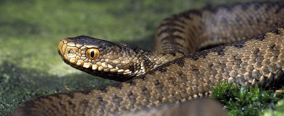 Ядовитые змеи в Днепре: где водятся и как распознать опасную