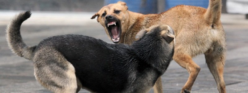 В центре Днепра на людей нападают бродячие псы