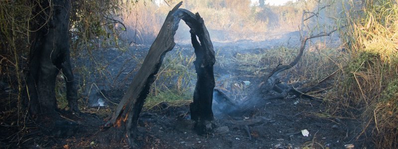 В Приднепровске загорелись камыши и сухостой