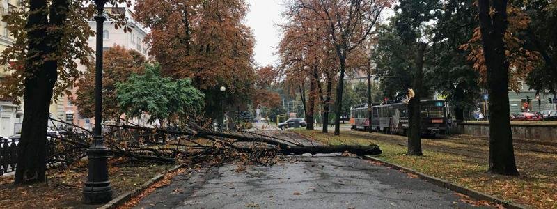 В Днепре на проспекте Яворницкого дерево упало на тротуар
