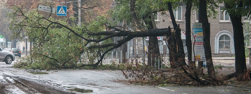 В центре Днепра из-за упавшего дерева перекрыли дорогу: движение транспорта парализовано