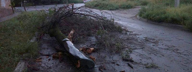 На Симферопольской дерево упало на автомобиль: проезд затруднен