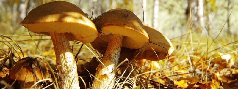 Как не отравиться грибами: советы, которые могут спасти жизнь