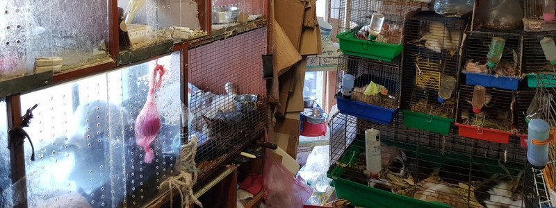 В Днепре активисты отбирали у продавца зоомагазина животных