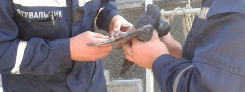 В центре Днепра спасли голубя