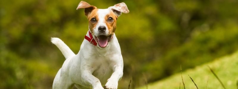 ГАВ-ПРИБРАВ: в Днепре предлагают запустить кампанию по уборке за домашними собаками на улице