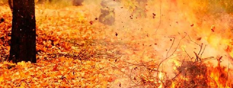 В Днепре продолжают бороться со сжиганием листьев