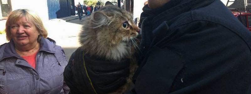 В Днепре спасатели сняли котенка с 18-метровой высоты