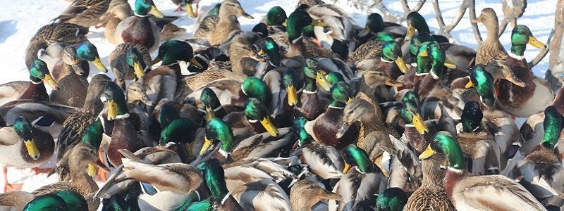Почему диких птиц нельзя кормить хлебом: подробности от биолога