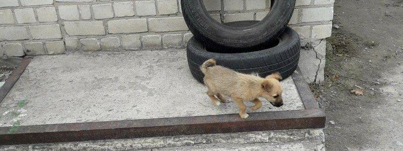 На Бориса Кротова спасли щенка, который свалился в яму