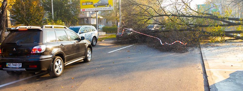 В Днепре на Владимира Антоновича упавшее дерево перегородило дорогу