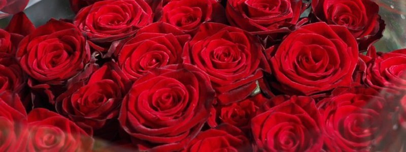 В Днепре пройдет благотворительная цветочная барахолка "Райский сад-2"