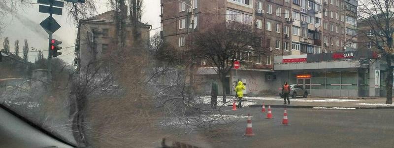 Внимание автомобилистам: из-за спила деревьев в центре Днепра перекрыли улицу