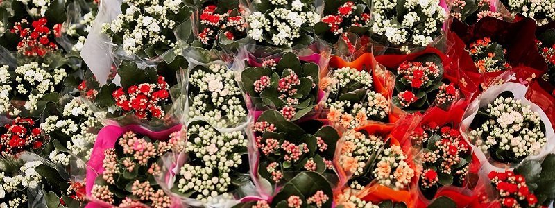 В центре Днепра продают цветы за бесценок, чтобы помочь детям