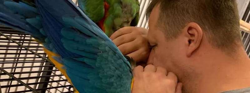 Филатов о сложных отношениях с попугаями: «Я учу их матюкаться»
