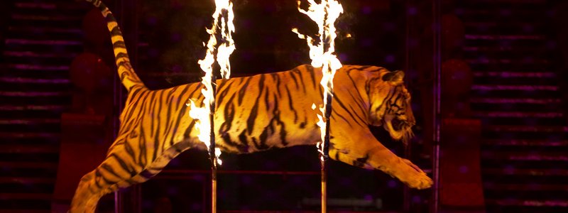 «Прекратите насилие»: в Днепре собирают подписи за отмену выступлений животных в цирках