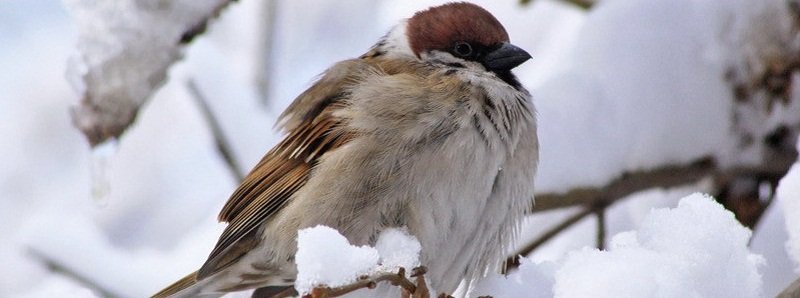 В Днепре рассказали, как помогать птицам в холодное время года