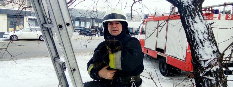 В Днепре спасатели помогли котенку, застрявшему на теплотрассе